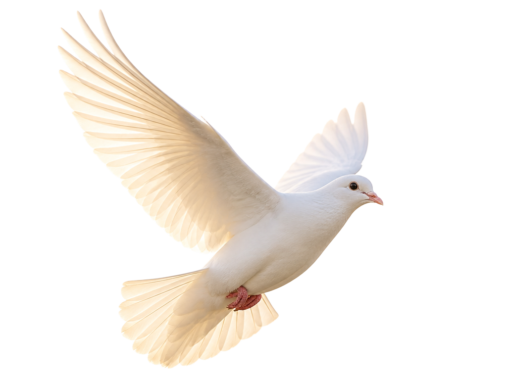 A white dove flying peacefully
